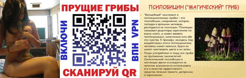 Купить где  Горно-Алтайск  Псилоцибиновые грибы Cubensis 